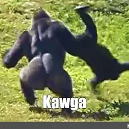 63037.1684166650.webp