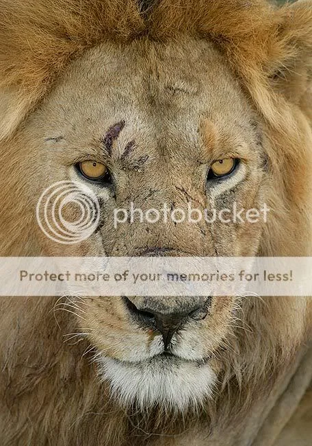 African-Lion-battle-scarred-CROPPED.webp