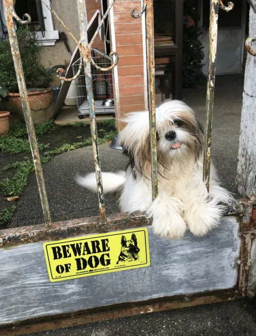 beware-of-dog-beware-38981789.webp