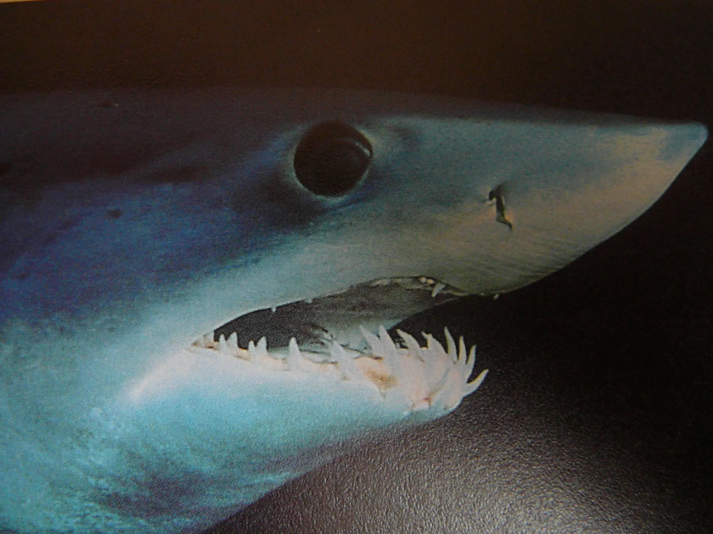 Close_up_of_mako_shark_head_005.webp