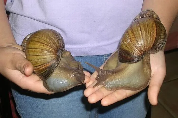 giant_snails_01.webp