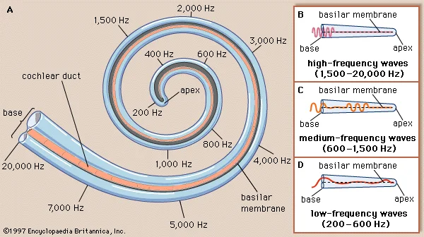 hz-of-cochlea.webp
