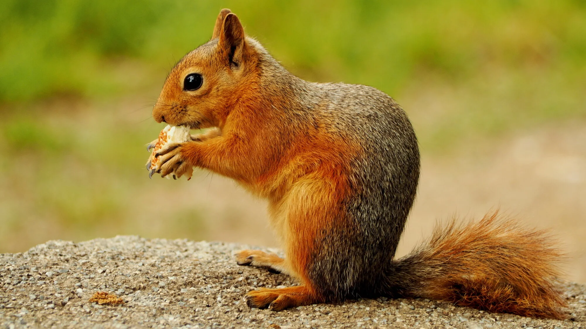 Squirrel.webp